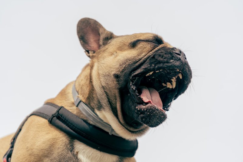 Why Is My Dog Gagging? What Should I Do To Help My Dog? - The Goody Pet