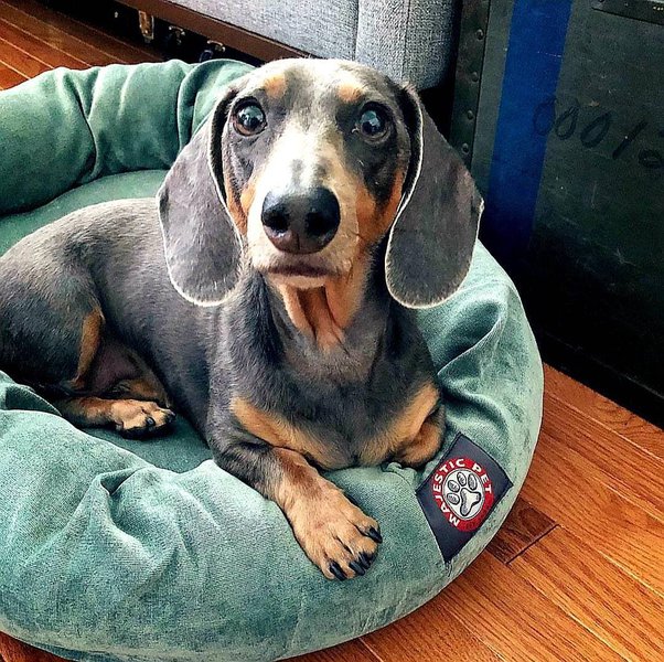 Why Does Your Dog Keep Licking Its Paws? Should You Be Worried? The