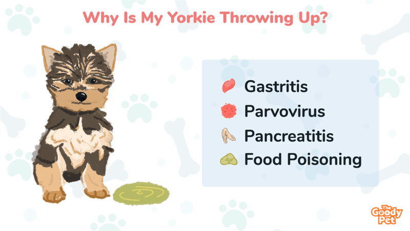 why is my yorkie not eating