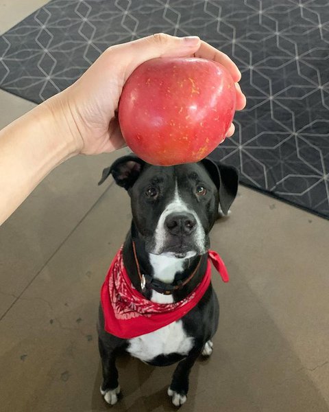 can dogs eat apple skin