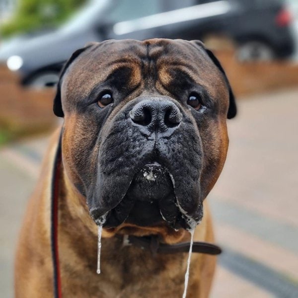 Excessive Drooling In Dogs Should You Be Worried? The Goody Pet