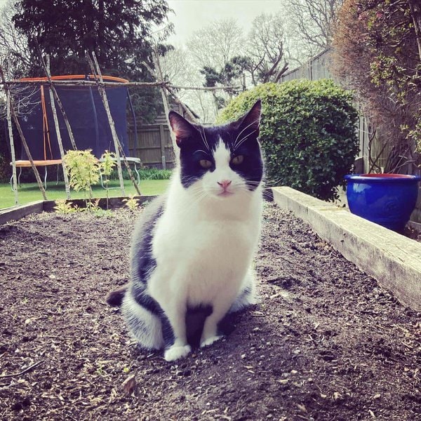 Help! My Cat Is Pooping Outside The Litter Box What Should I Do