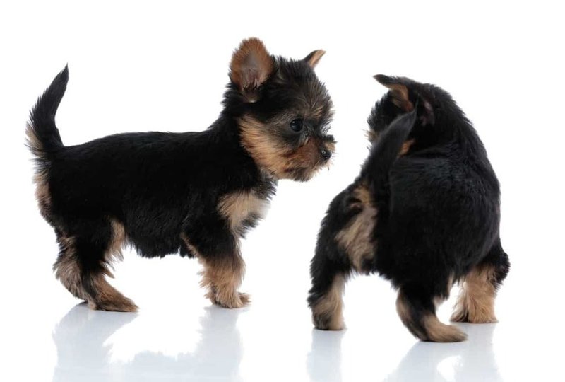 how old does a puppy have to be to dock his tail