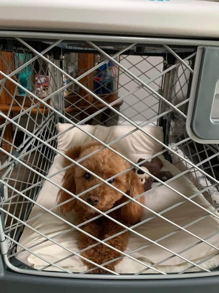 how do you stop a dog from crying in the crate