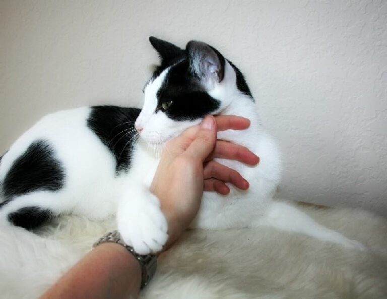 Help! My Cat Keeps Biting What Can I Do About It? The Goody Pet