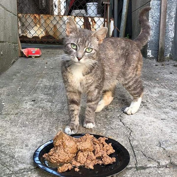 Help! My Cat Keeps Throwing Up Should I Be Worried? The Goody Pet