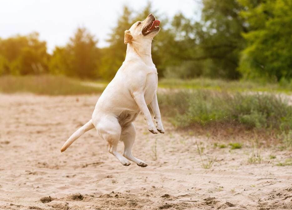 Labrador Border Collie Mix - Your Complete Borador Breed Guide - The ...