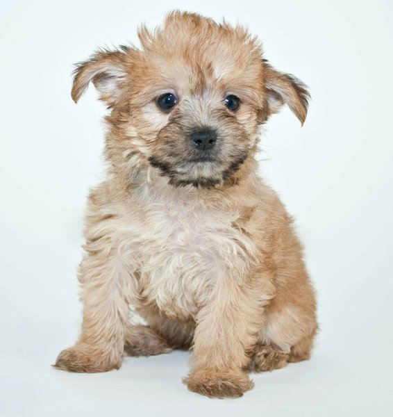 what is the lifespan of a poodle mix terrier