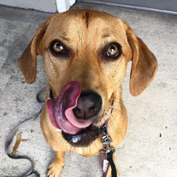 Excessive Lip Licking In Dogs Should You Be Worried? The Goody Pet