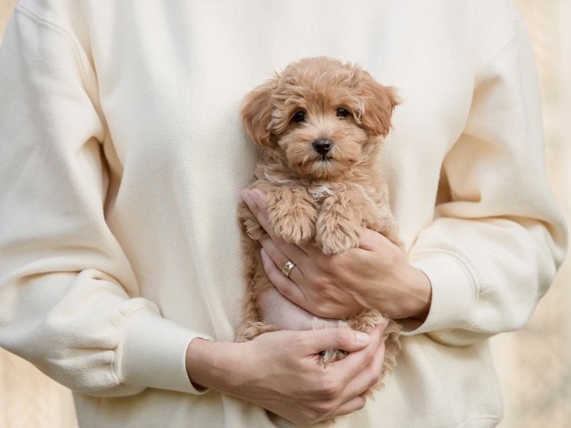 how much is the teddy bear dog