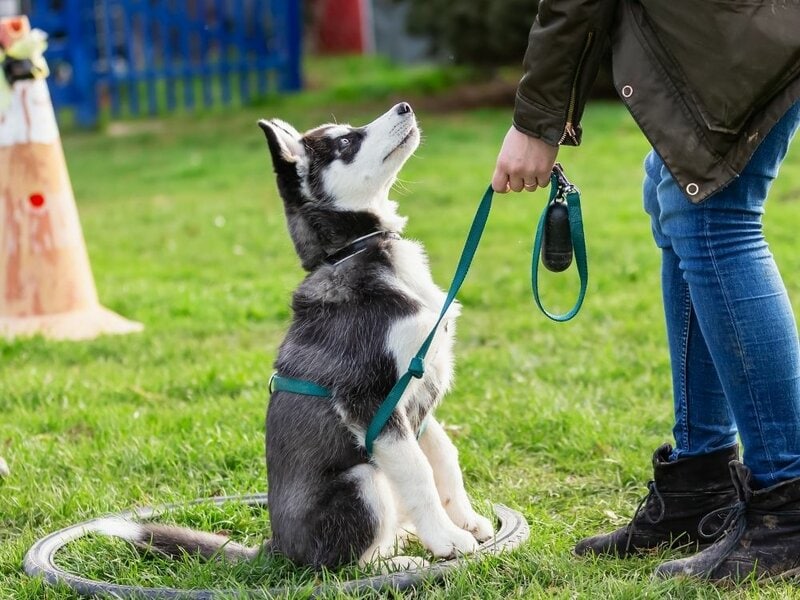 How Do You Teach A Puppy To Walk On A Leash