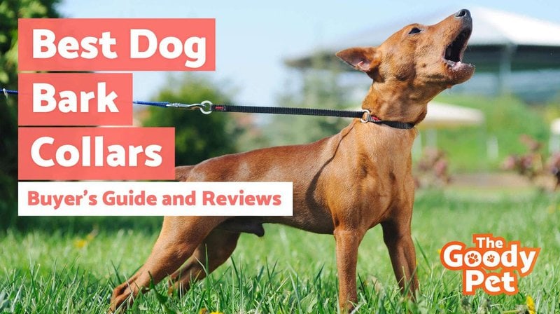 9 Best Electric Dog Collars of 2022 (Review and Top Picks)