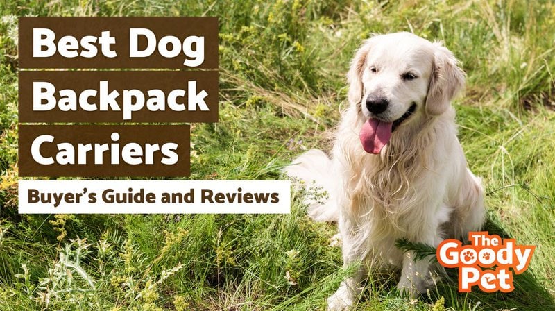 The 6 Best Dog Backpack Carriers of 2023, Tested and Reviewed