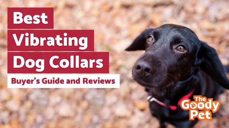 The 10 Best Shock Collar For Small Dogs (2023 Upd. Reviews)