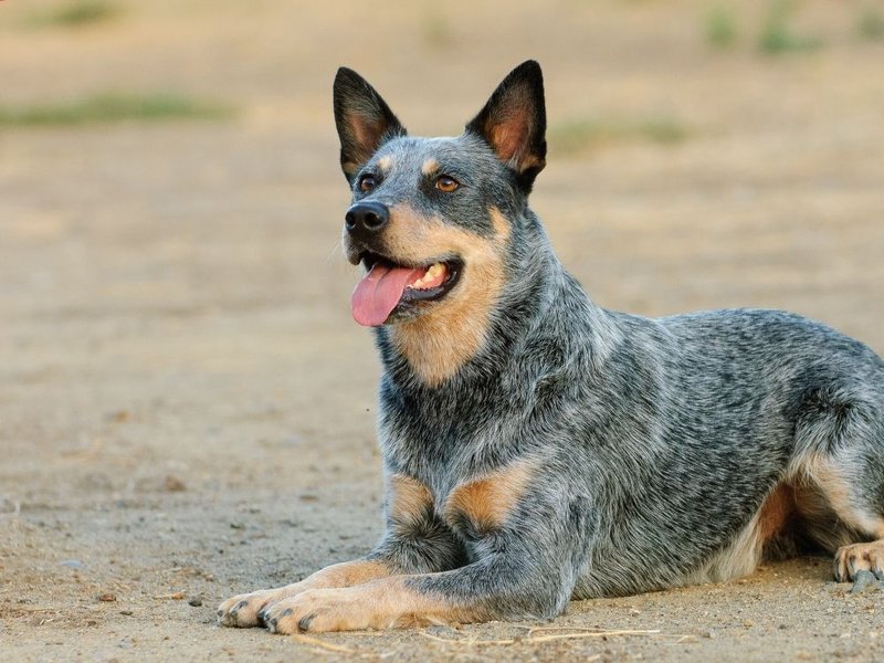 are red heelers small breed dogs