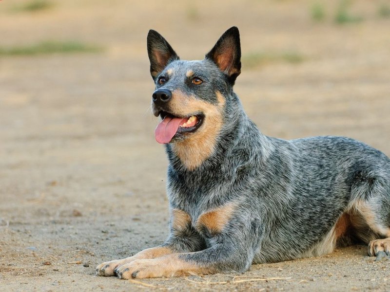 are australian cattle dog aggressive