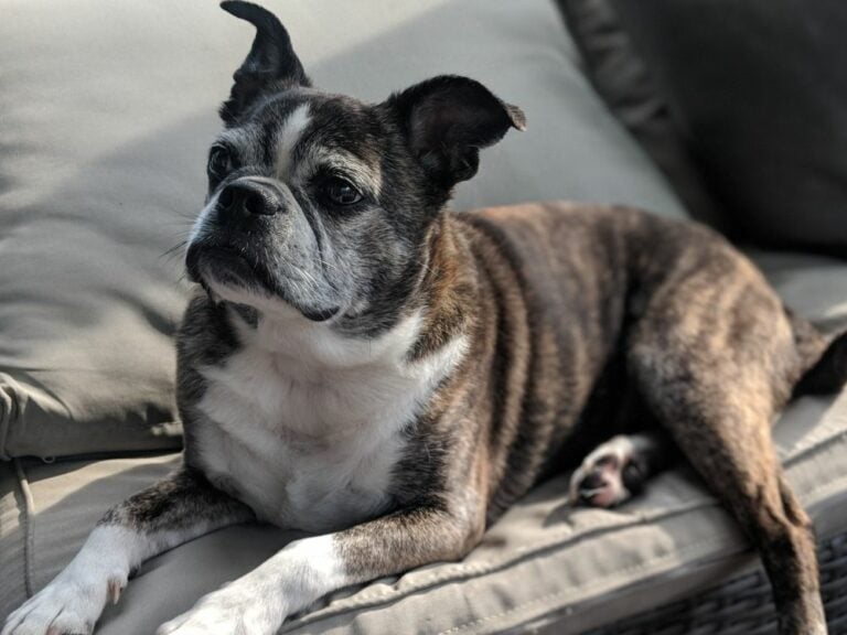 Bugg A Complete Guide To This Boston Terrier Pug Breed The Goody Pet