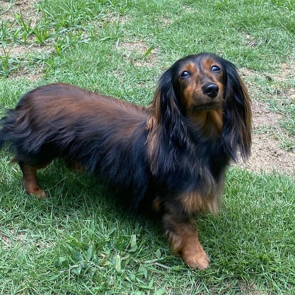 25 Colors And Patterns Of A Dachshund That You Never Knew Existed The