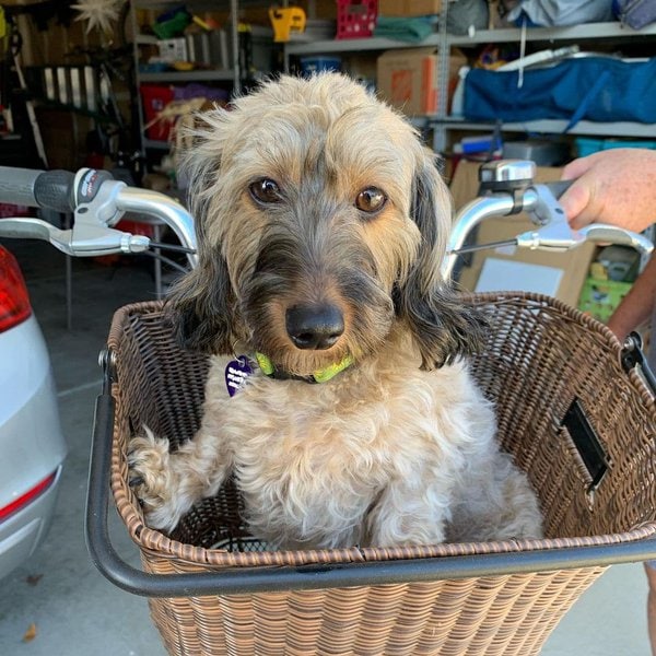 25 Colors And Patterns Of A Dachshund That You Never Knew Existed The