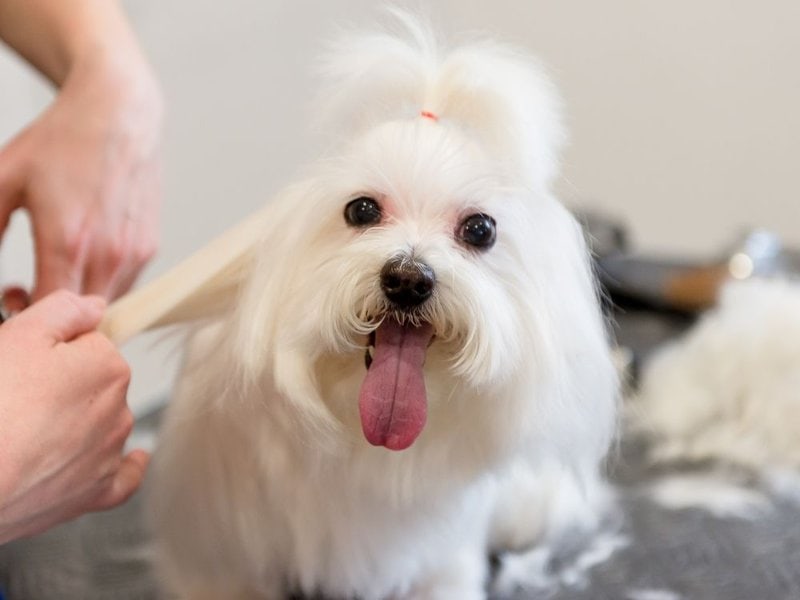 Do Maltese Puppies Shed Their Coat