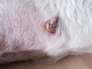 dog-skin-cancer-types-symptoms-and-treatment