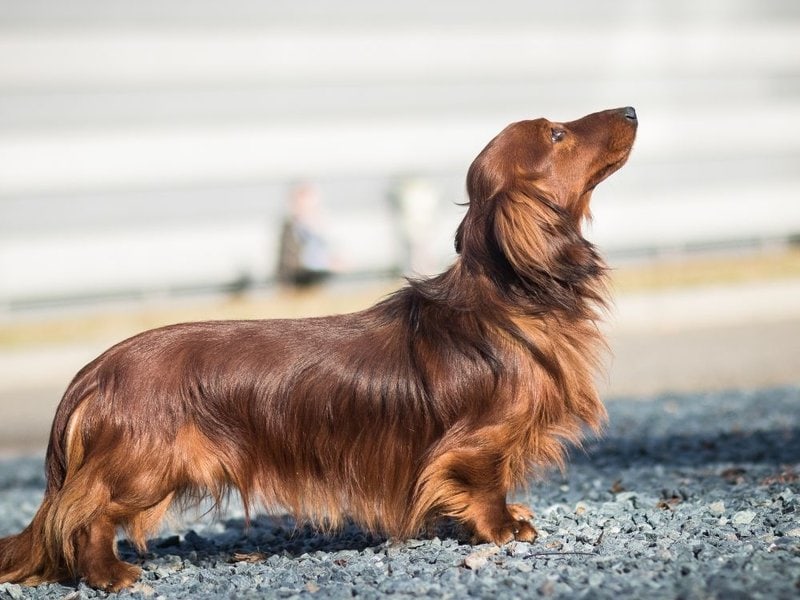 dachshund long
