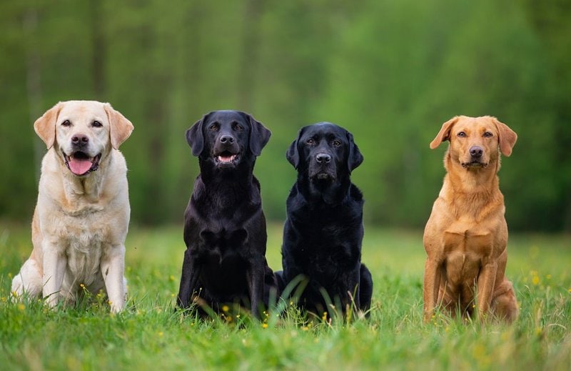 Four Labrador Retriever dogs