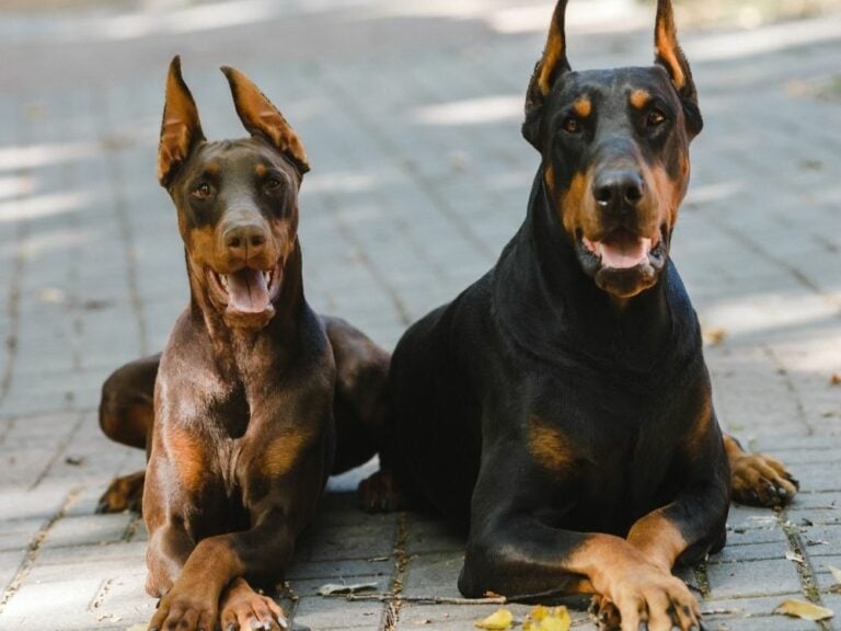 46 Purebred German Dog Breeds (With Pictures!) The Goody Pet