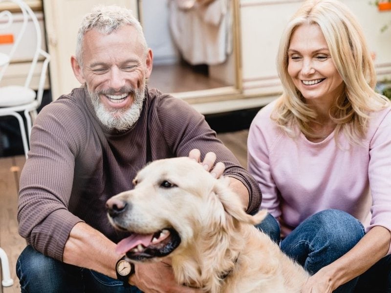 3 Best Brushes for English Bulldogs: The Complete Grooming Guide - Best Brush For Short Haired Beagles