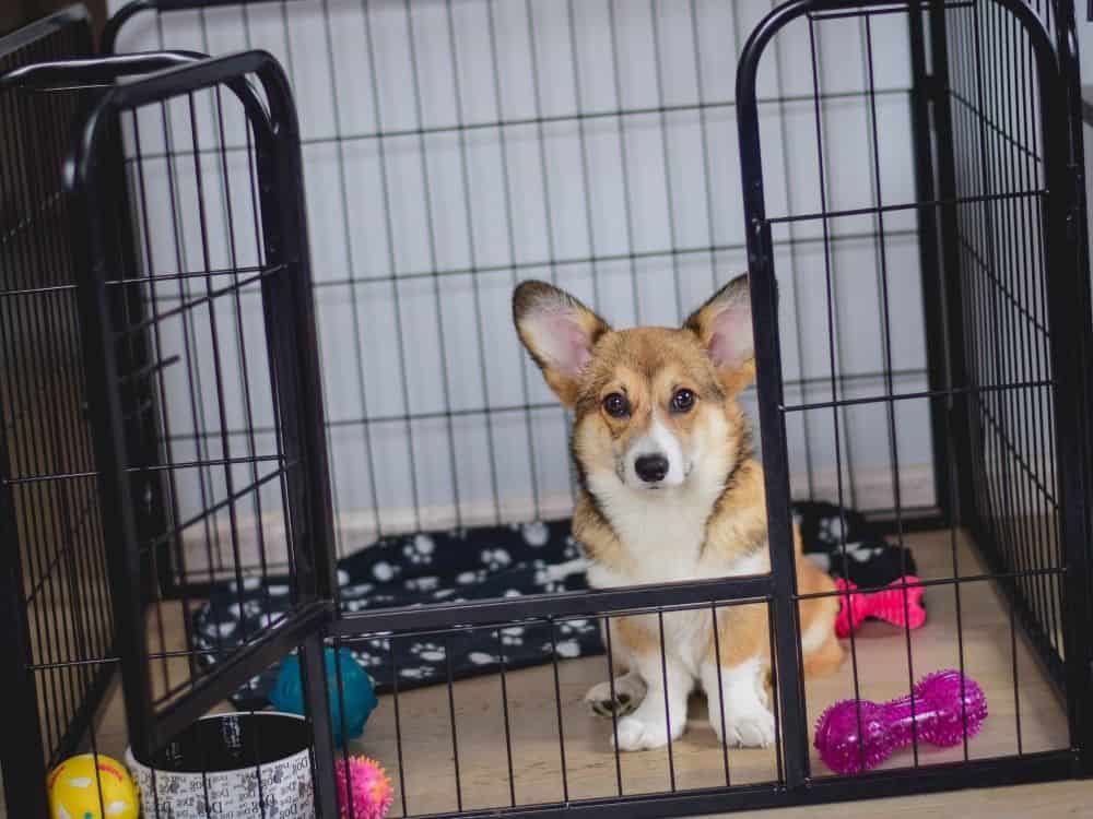 how do you stop a dog from crying in the crate