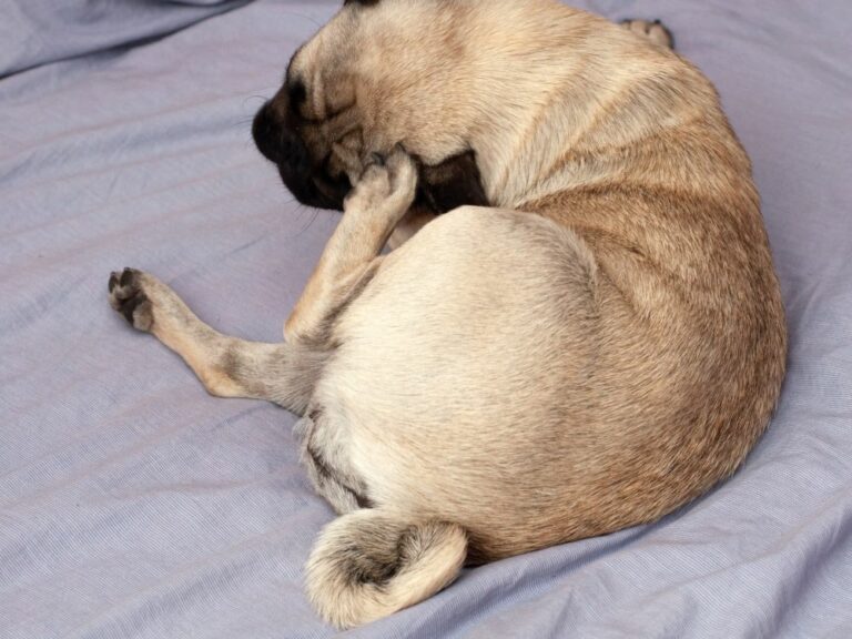 Help! My Dog Is Always Scratching But Doesn't Have Fleas The Goody Pet