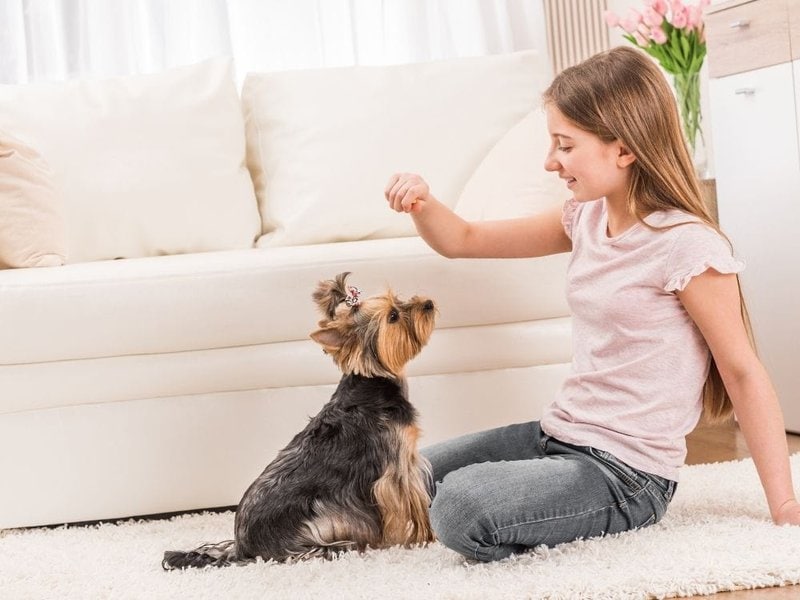 How Do You Train A Yorkie Puppy? Training Tips & Tricks The Goody Pet