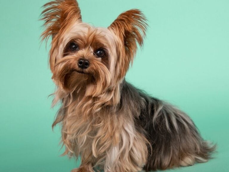 How Long Do Yorkies Stay In Heat? Information About Yorkies In Heat