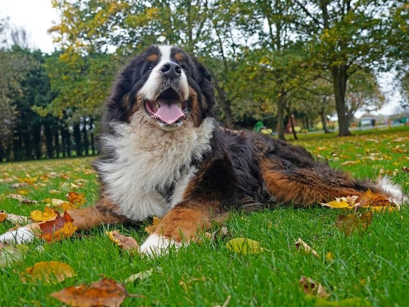 How Much Do Bernese Mountain Dogs Cost (Updated October 2022) The Goody Pet