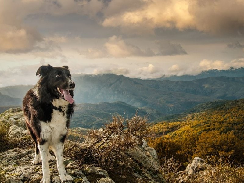 How Much Does A Border Collie Cost (Updated October 2022) The Goody Pet