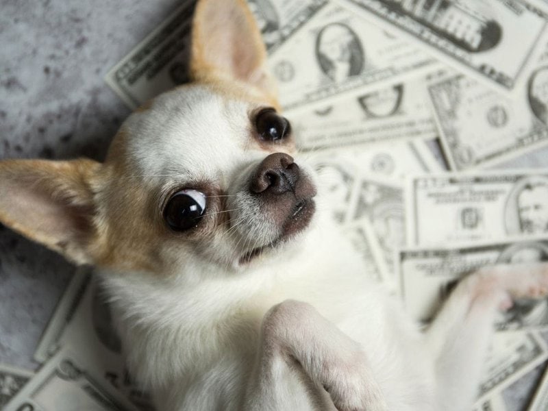 How Much Does A Chihuahua Cost (Updated July 2022) - The Goody Pet