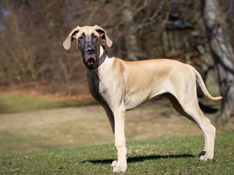 How Much Do Great Danes Cost (Updated October 2022) The Goody Pet