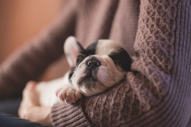How Much Sleep Do Puppies Need? Everything You Need to Know The