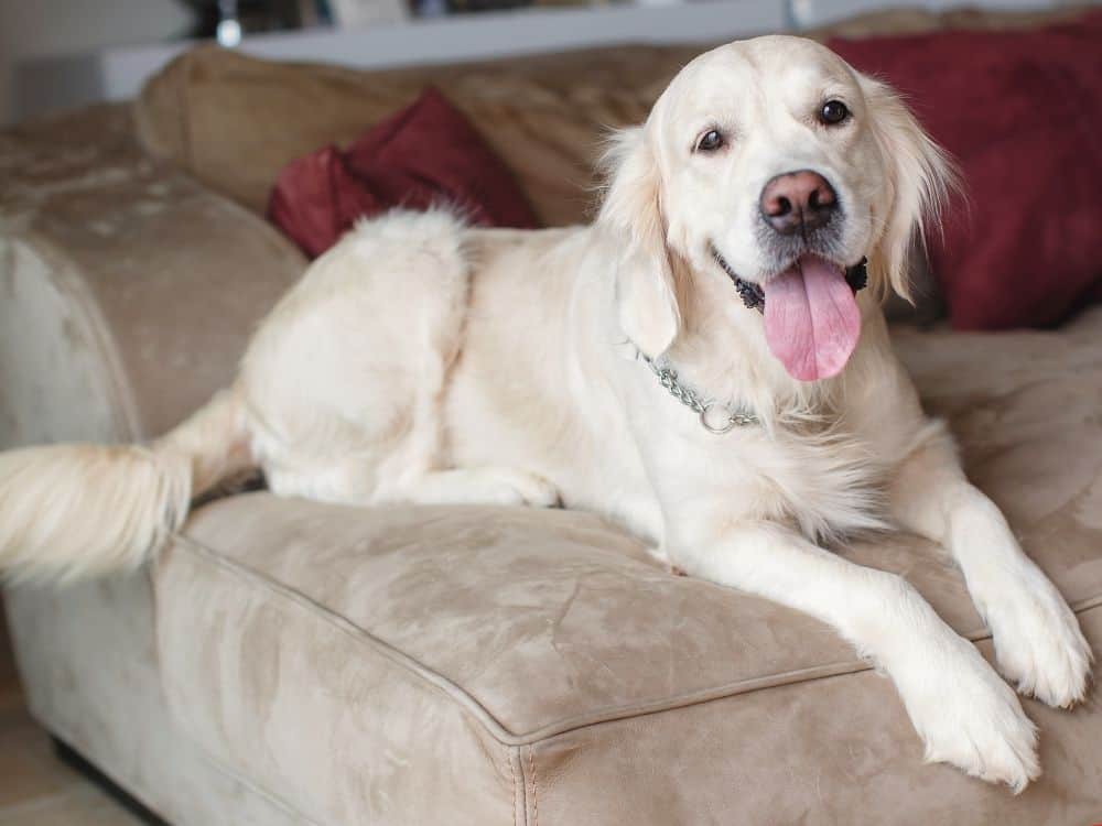 are leather couches good for dogs