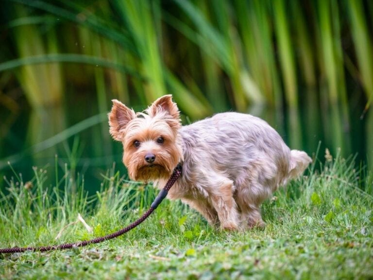 How To Potty Train A Yorkie Puppy? Steps & Challenges The Goody Pet