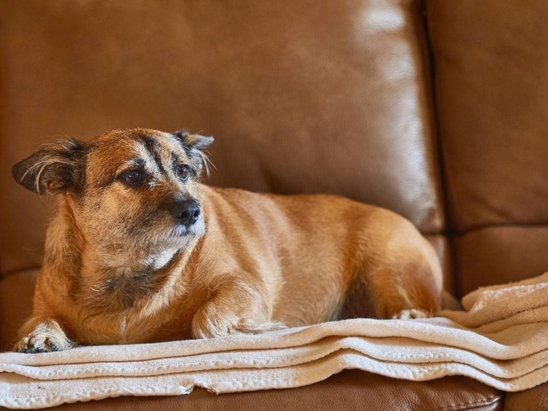 How to Protect Your Leather Couch From Dogs The Goody Pet