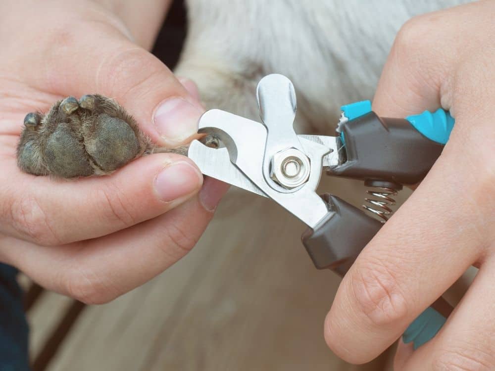 How To Sharpen Dog Nail Clippers? [Updated 2022] The Goody Pet 2022