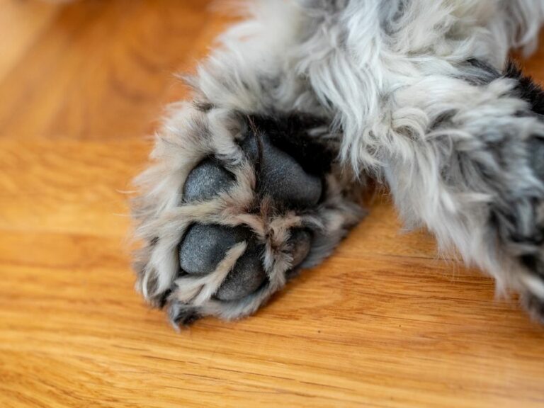 14 Fast Ways To Stop Dog Nails Bleeding [2022 Guide] The Goody Pet 2022