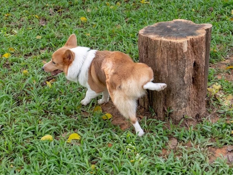 12 Surefire Ways To Stop Your Dog’s Urine Marking The Goody Pet