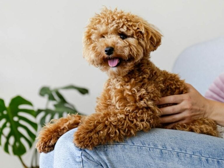 Dogs That Are Hypoallergenic And Don't Shed