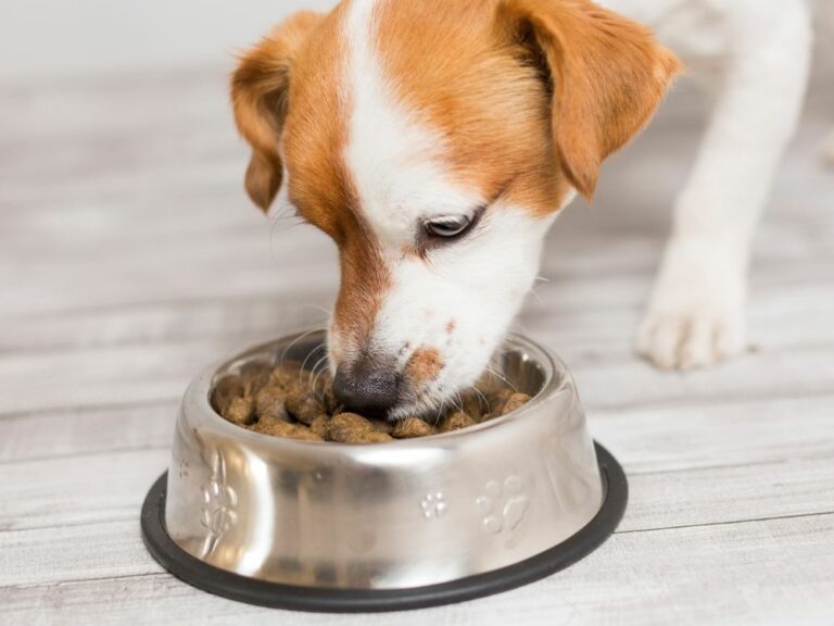 What Research Says About Puppy Food vs Adult Dog Food? The Goody Pet