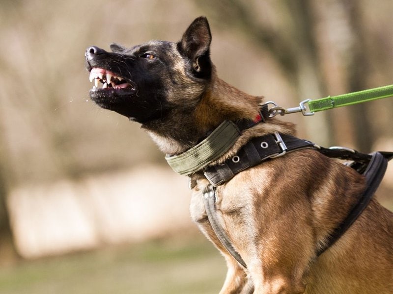 CAUTION! 32 Most Dangerous Dog Breeds (With Stats) The Goody Pet