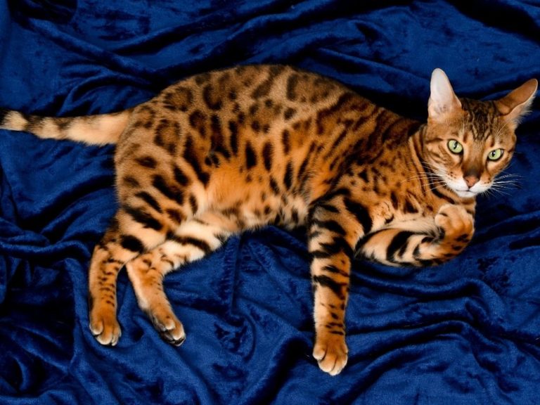 24 Most Expensive Cat Breeds In The World The Goody Pet