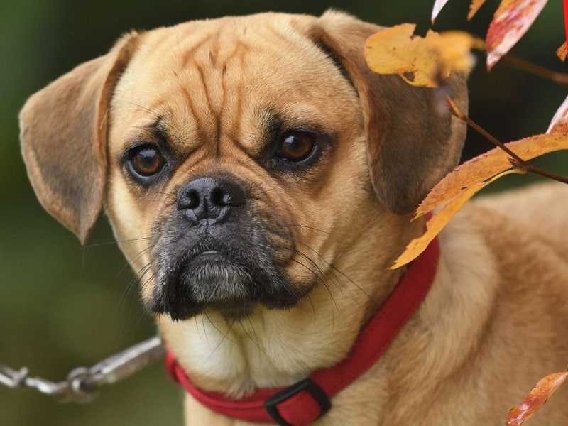Puggle: A Complete Guide To This Small Pug Beagle Breed