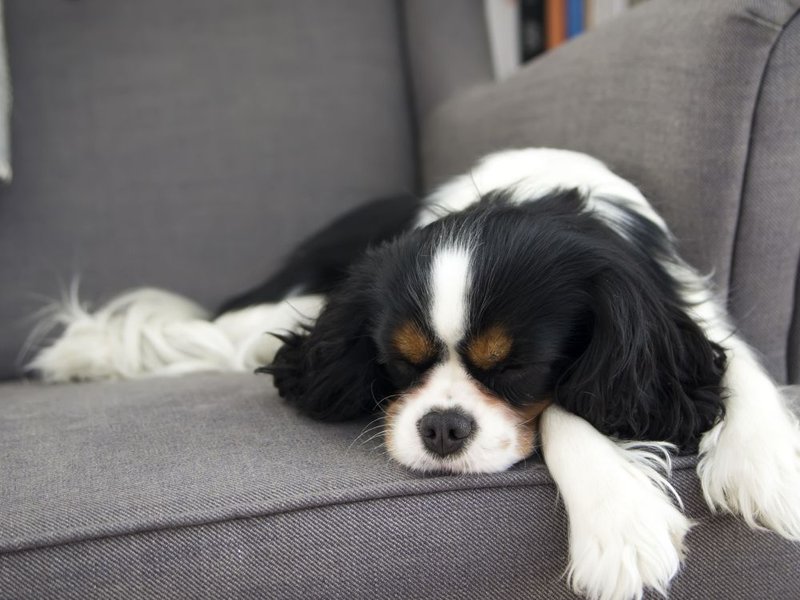 How To Properly Sedate Your Dog For Nail Clipping? The Goody Pet